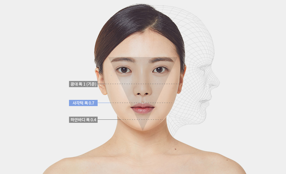 광대 폭 1(기준) - 사각턱 폭 0.7 - 하안바디 폭 0.4