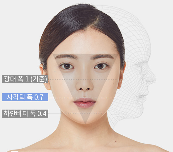 광대 폭 1(기준) - 사각턱 폭 0.7 - 하안바디 폭 0.4