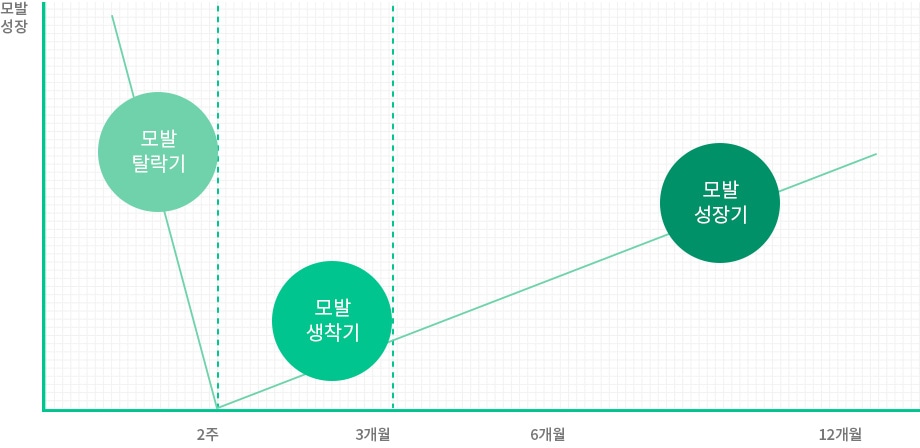 모발탈락기 -> 모발 생착기 -> 모발 성장기